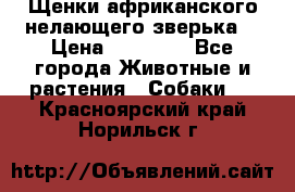 Щенки африканского нелающего зверька  › Цена ­ 35 000 - Все города Животные и растения » Собаки   . Красноярский край,Норильск г.